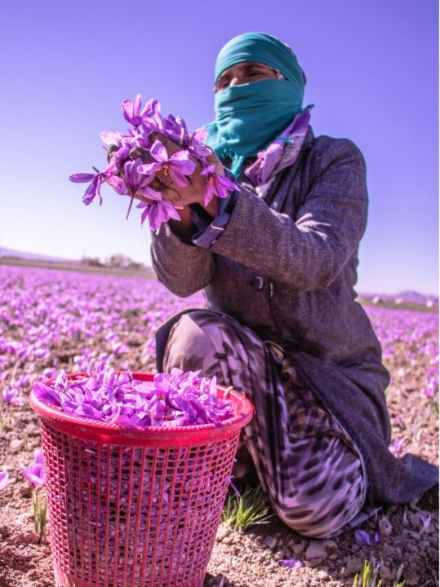 Earning Rs 40 lakh annually from saffron cultivation