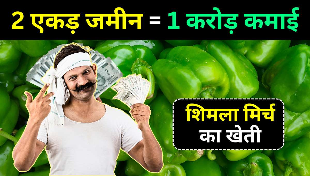 earn crore from Simla mirch Farming