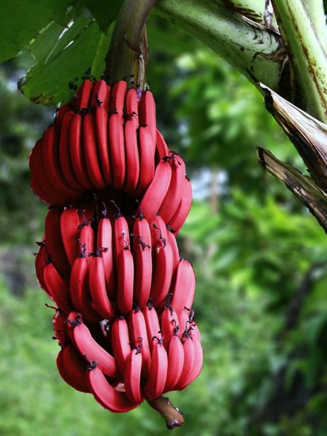 Red Banana farming kese kiya jata hai (8)