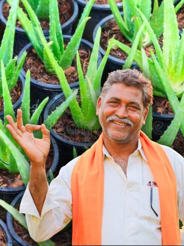 Lakhs of rupees have been earned from the cultivation of Aloe Vera