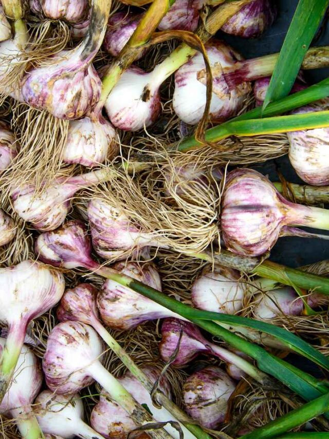 Garlic Farming kaise ki jaati hai