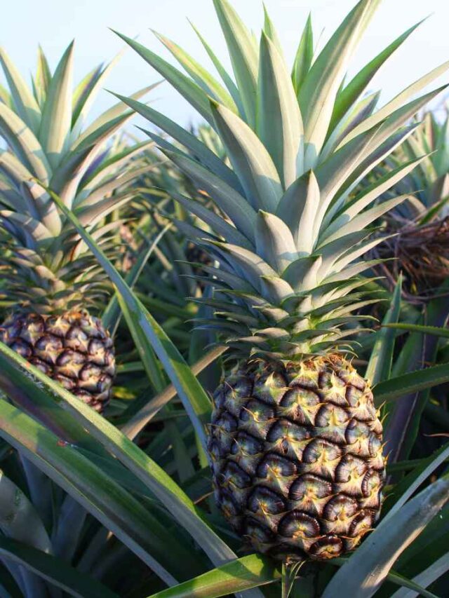 pineapple farming ki jati hai